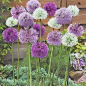 Allium 