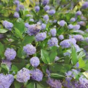 Ceanothus