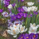 Crocus