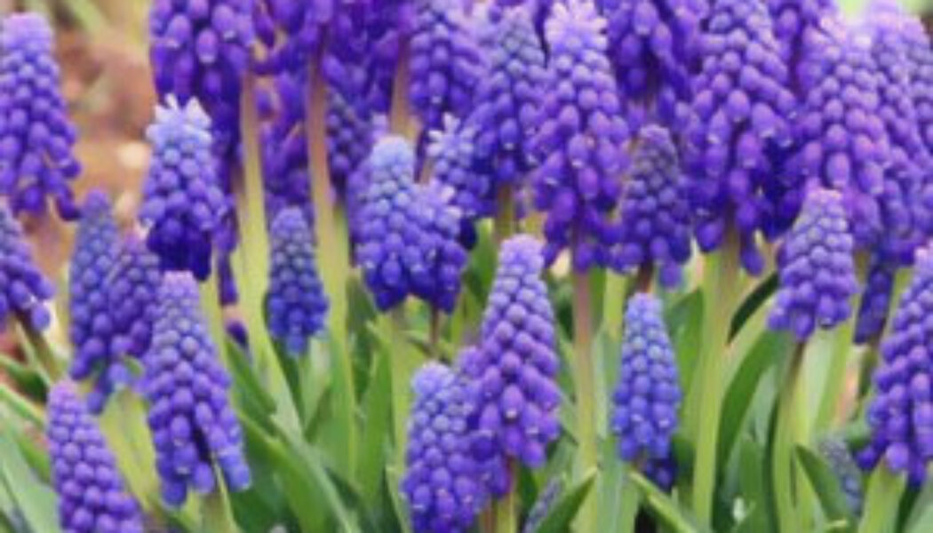 Grape Hyacinths