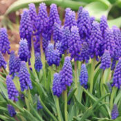 Grape Hyacinths