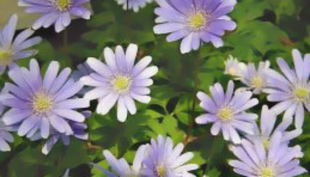 Grecian Windflower (Anemone blanda ‘Blue Shades’)
