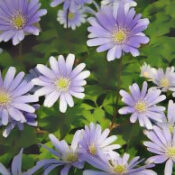 Grecian Windflower (Anemone blanda ‘Blue Shades’)
