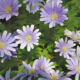 Grecian Windflower (Anemone blanda ‘Blue Shades’)