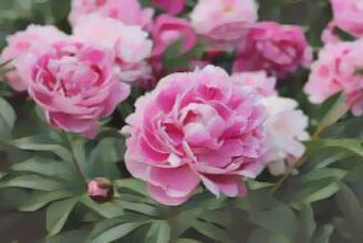 Peony