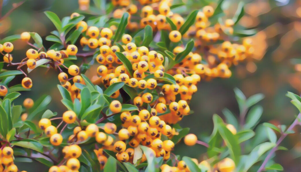 Pyracantha
