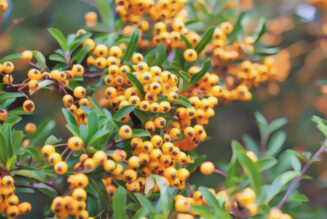 Pyracantha
