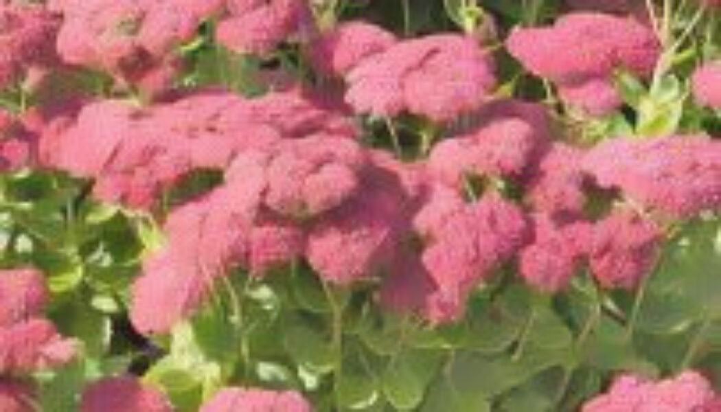 Sedum 