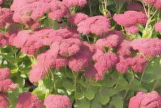 Sedum 