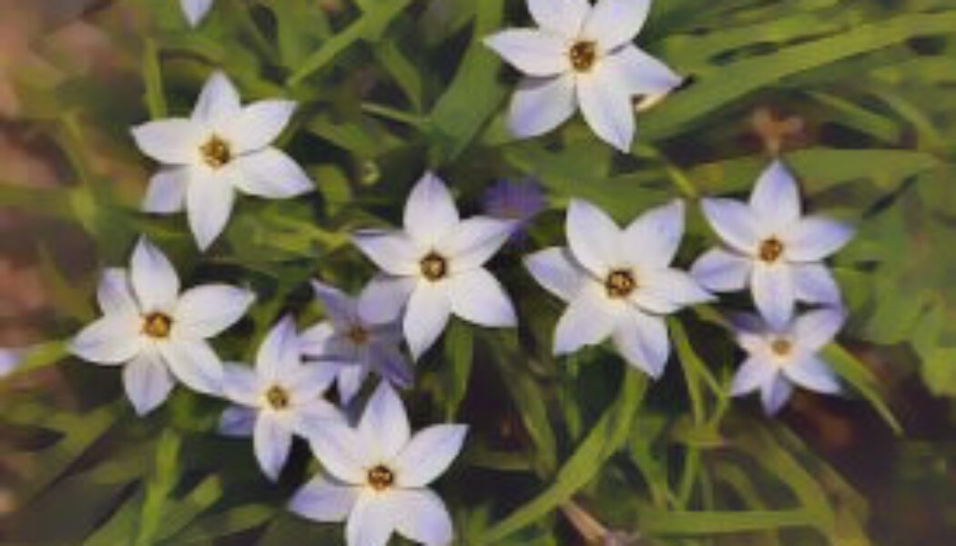 Spring Starflower