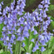 Bluebells