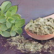 Magickal Herbal House Washes: Protection Wash