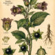 Belladonna and Its Place in Witchcraft