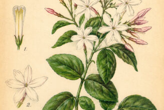 Jasmine and Its Place in Witchcraft