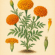 Marigold and Its Place in Witchcraft