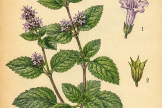 Mint and Its Place in Witchcraft