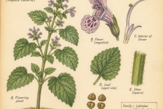 The Nepeta Plant and Its Place in Witchcraft