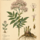 Valerian and Its Place in Witchcraft