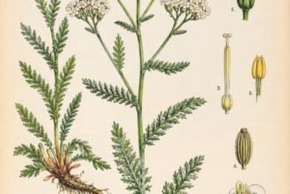 Yarrow and Its Place in Witchcraft