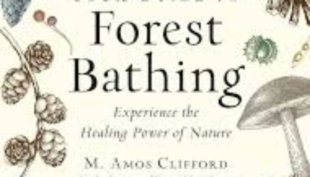 Your Guide to Forest Bathing Experience the Healing Power of Nature