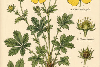Cinquefoil and its place in Witchcraft