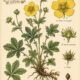 Cinquefoil and its place in Witchcraft