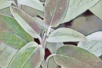 Sage Herb