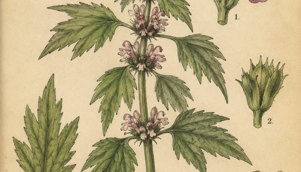 The Purpose of Motherwort and Its Place in Paganism & Witchcraft