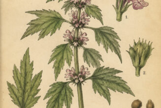 The Purpose of Motherwort and Its Place in Paganism & Witchcraft