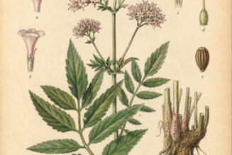Valerian: A Sacred Herb in Paganism and Witchcraft