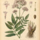 Valerian: A Sacred Herb in Paganism and Witchcraft