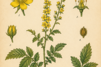 Agrimony and Its Place in Witchcraft