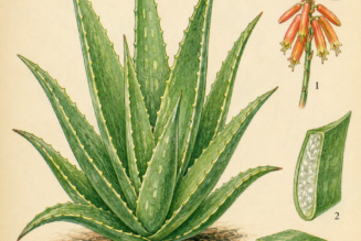 Aloe Vera and Its Place in Witchcraft