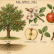 Apple Tree and Its Place in Witchcraft