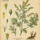 Artemisia and Its Place in Witchcraft