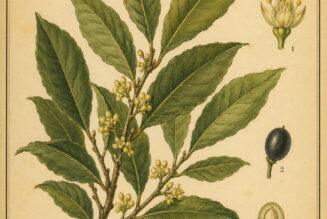 Bay Leaf: A Sacred Herb in Paganism and Witchcraft