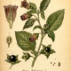 Belladonna: The Mysterious Plant of Paganism and Witchcraft