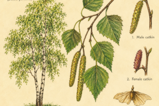 Birch and Its Place in Witchcraft