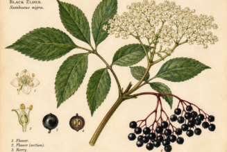 Black Elder and Its Place in Witchcraft