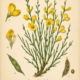 Broom (Scotch Broom) and Its Place in Witchcraft