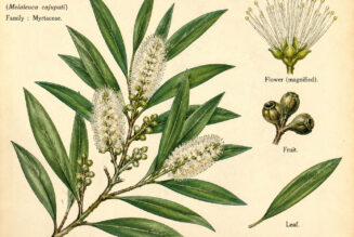 Cajeput and Its Place in Witchcraft