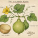 Calabash and Its Place in Witchcraft
