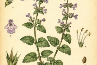 Calamint and Its Place in Witchcraft