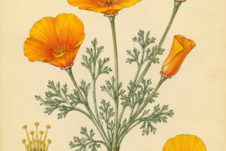 California Poppy and Its Place in Witchcraft
