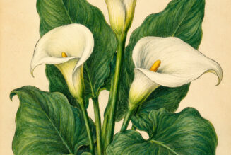 Calla Lily and Its Place in Witchcraft