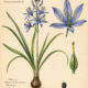 Camas and Its Place in Witchcraft