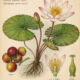Camu Camu and Its Place in Witchcraft