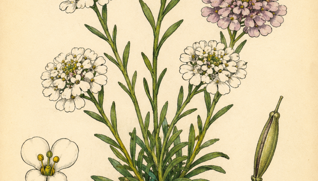 Candytuft and Its Place in Witchcraft