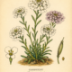 Candytuft and Its Place in Witchcraft