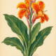 Canna Lily and Its Place in Witchcraft